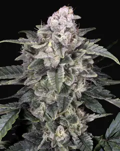 Slurricane