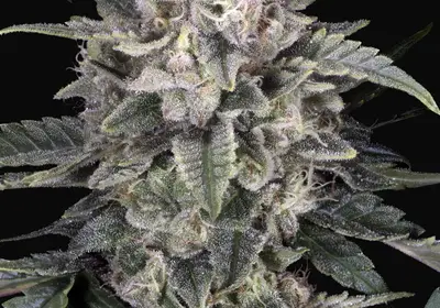 Slurricane