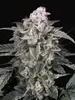 Slurricane
