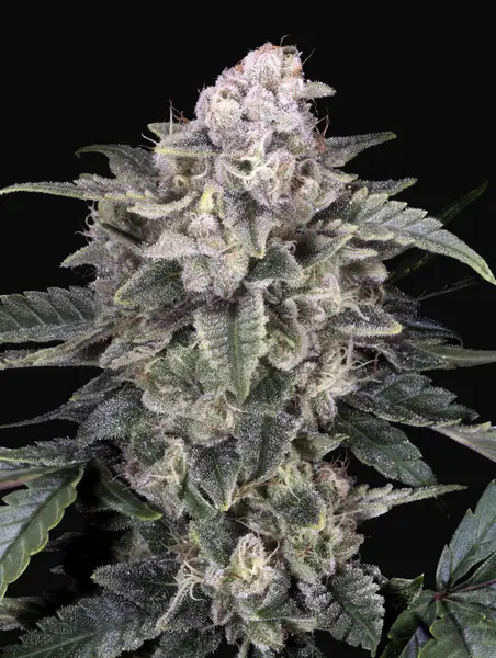 Slurricane
