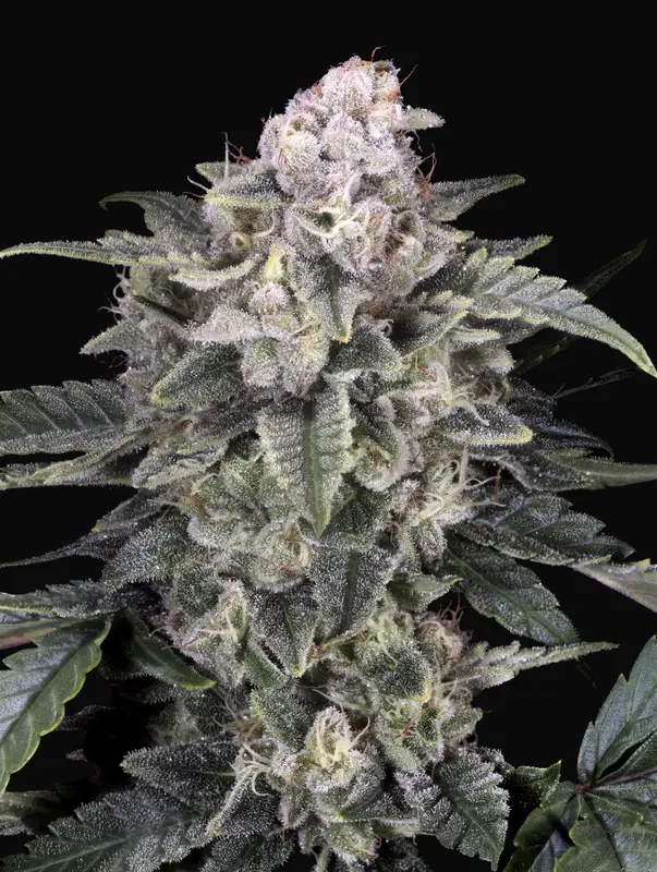 Slurricane