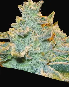 Slurricane