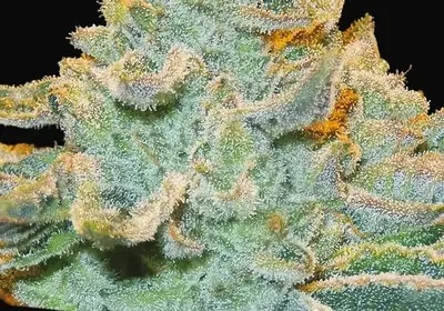 Slurricane