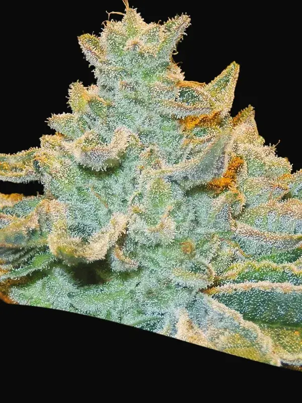 Slurricane