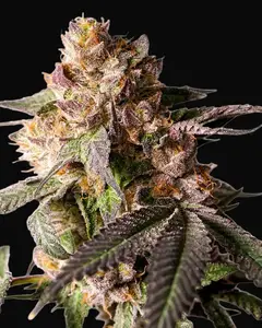 Slurricane Cookies