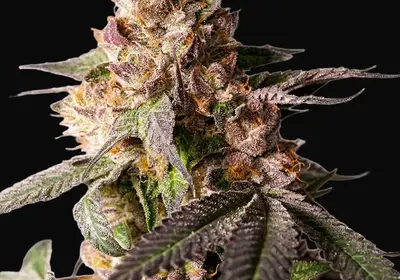 Slurricane Cookies