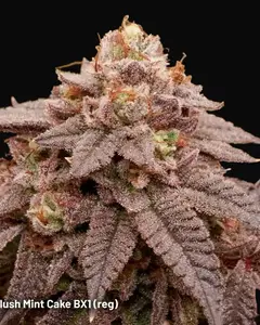 Slush Mint Cake BX1