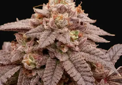 Slush Mint Cake BX1