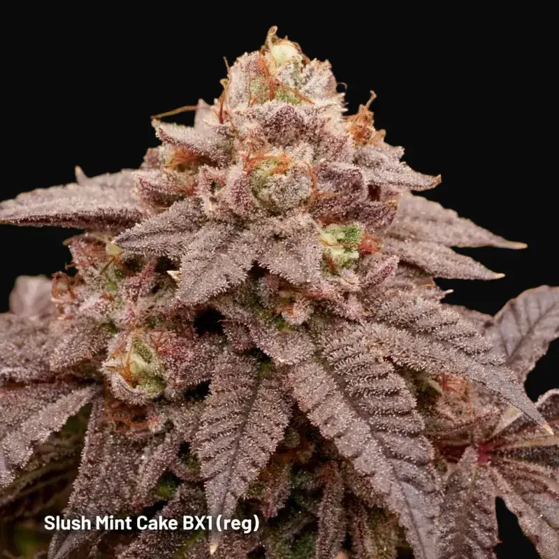 Slush Mint Cake BX1