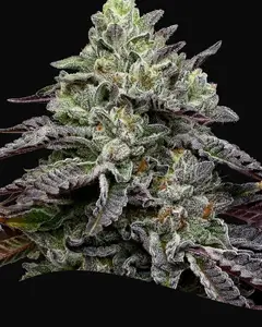 Smashberry Fumez
