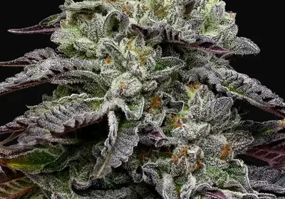 Smashberry Fumez