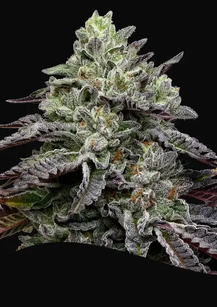 Smashberry Fumez