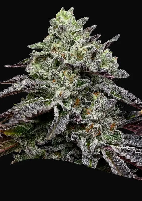 Smashberry Fumez