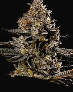 Smashberry Fumez Auto