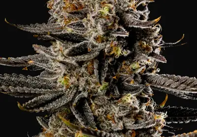 Smashberry Fumez Auto