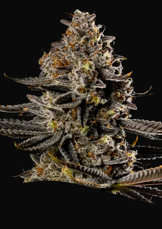 Smashberry Fumez Auto