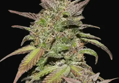 Smoothie Auto