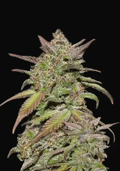 Smoothie Auto