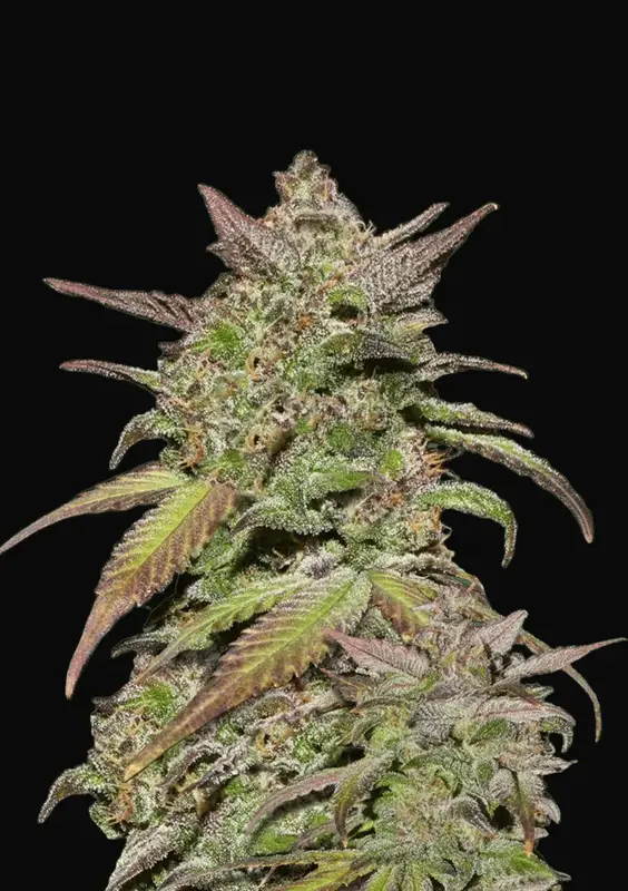 Smoothie Auto