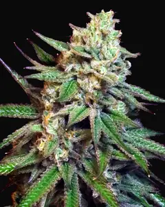 Snoop's Applefrizzle