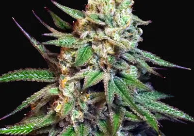 Snoop's Applefrizzle