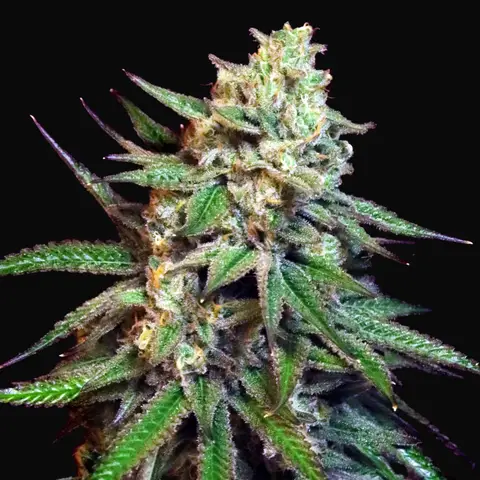 Snoop's Applefrizzle