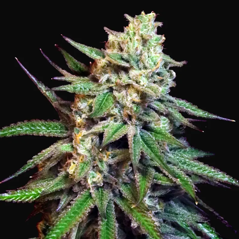 Snoop's Applefrizzle