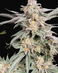 Snoop's Punch