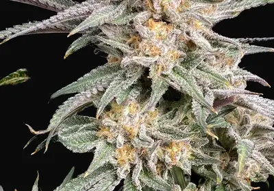 Snoop's Punch