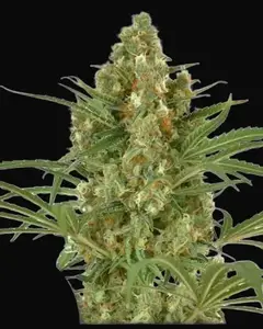 Snow Bud