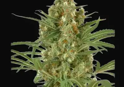Snow Bud