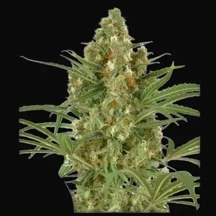 Snow Bud