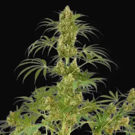 Snow Bud — zdjęcie 5
