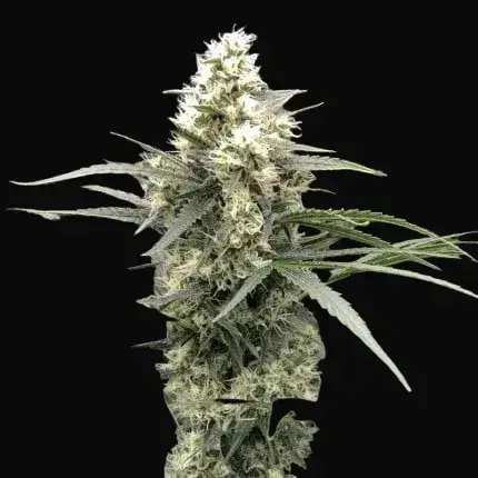 Snow Bud — zdjęcie 2