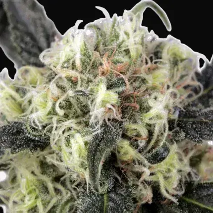 Snow Bud — zdjęcie 3