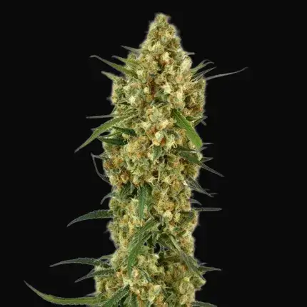 Snow Bud — zdjęcie 4