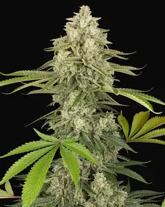 Snow Piercer Feminized