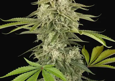 Snow Piercer Feminized