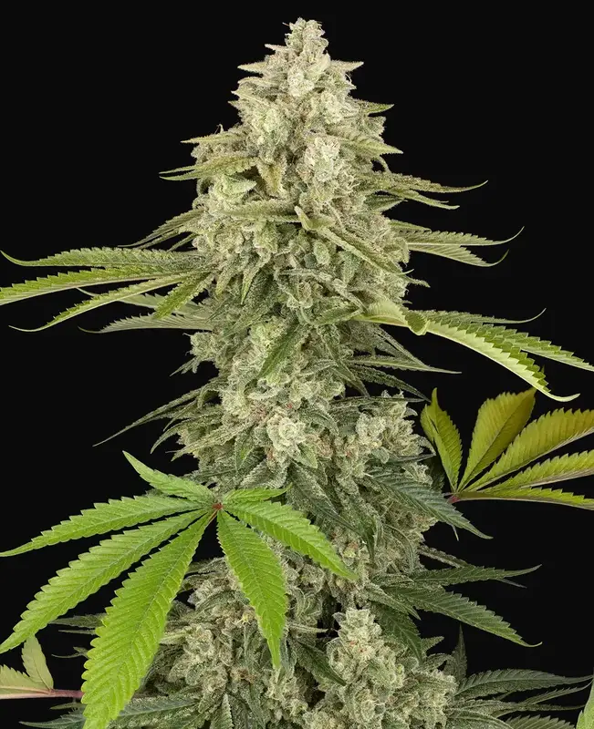 Snow Piercer Feminized
