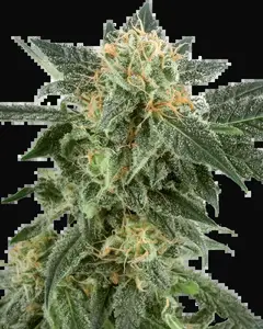 Snow Ryder Automatic