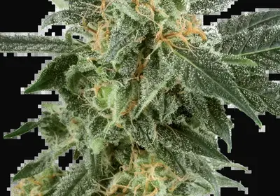 Snow Ryder Automatic