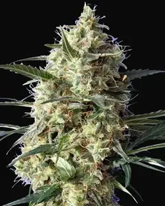 Snow White