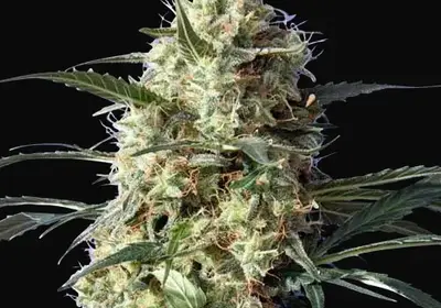 Snow White