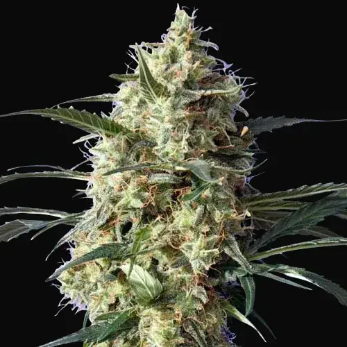 Snow White