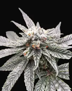 So G Kush