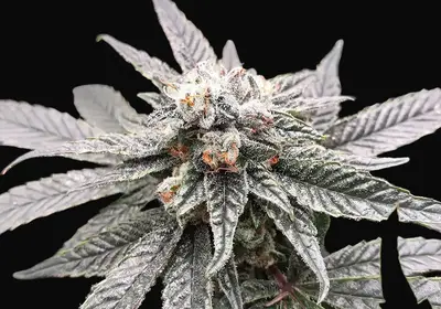So G Kush