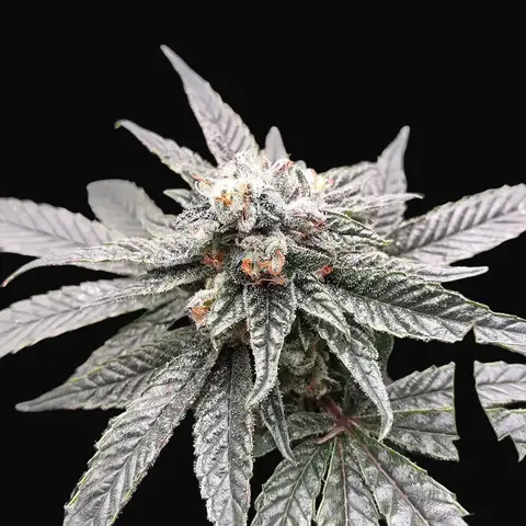 So G Kush