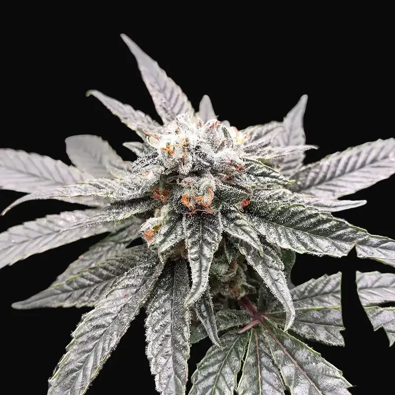 So G Kush