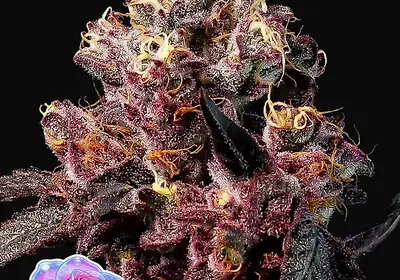 Soda Rose Auto