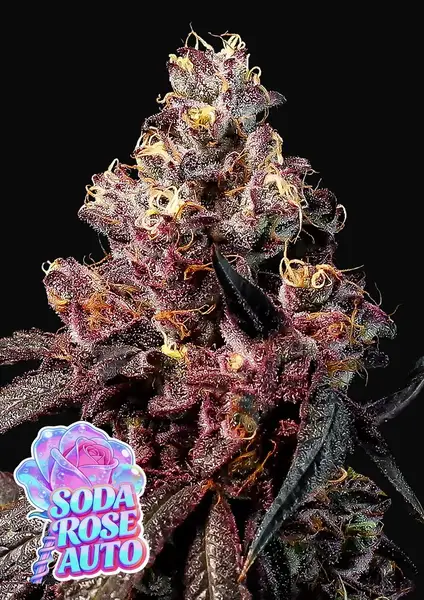 Soda Rose Auto